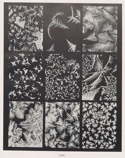 Windowpane frost patterns, photographs, plate 213, Snow Crystals, by Wilson A. Bentley and William J. Humphreys, 1931 (Linda Hall Library)