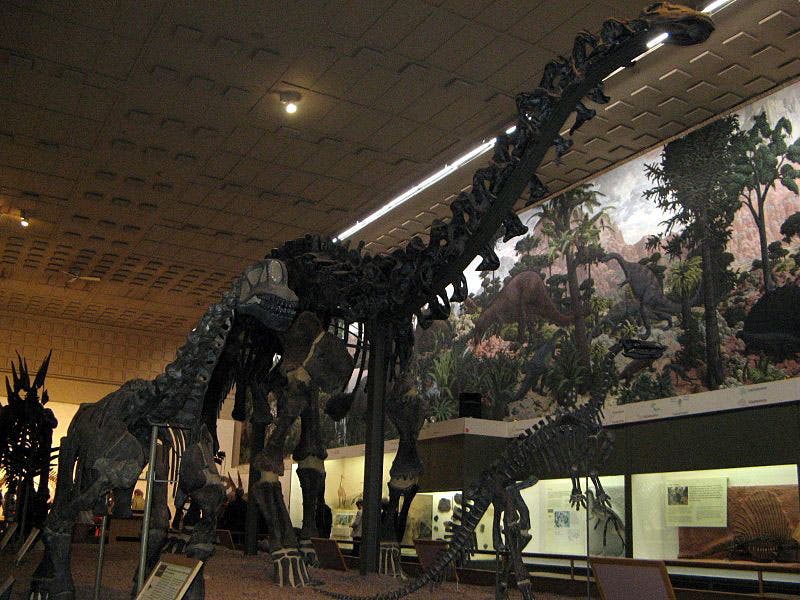 : Brontosaurus mount and Zallinger mural (Wikimedia Commons)