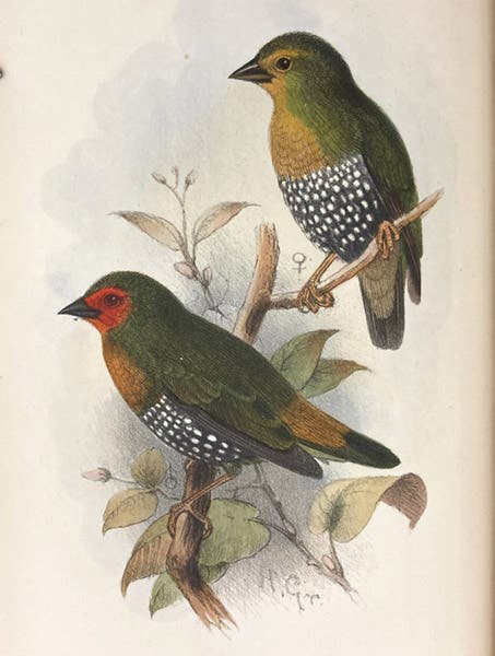 Crimson-wings (Pytelia), inhabitants of East Africa, hand-colored lithograph by Henrik Grønvold, Ibis, ser. 9, vol. 4, plate 11 (Linda Hall Library)