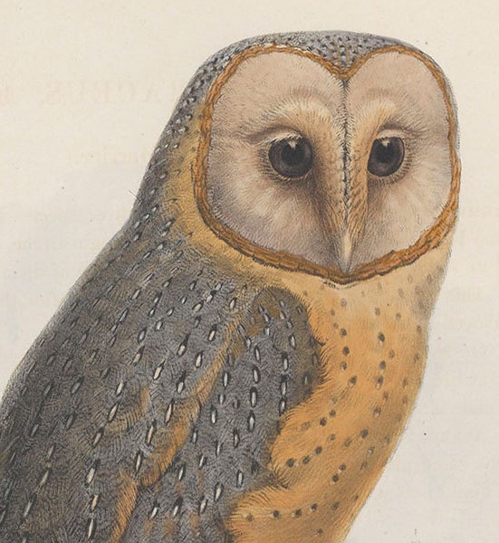 Barn owl, detail of a chromolithograph by Johan Gerard Keulemans, in George Dawson Rowley, <i>Ornithological Miscellany</i>, 1875-78, vol. 1, 1876 (Linda Hall Library)