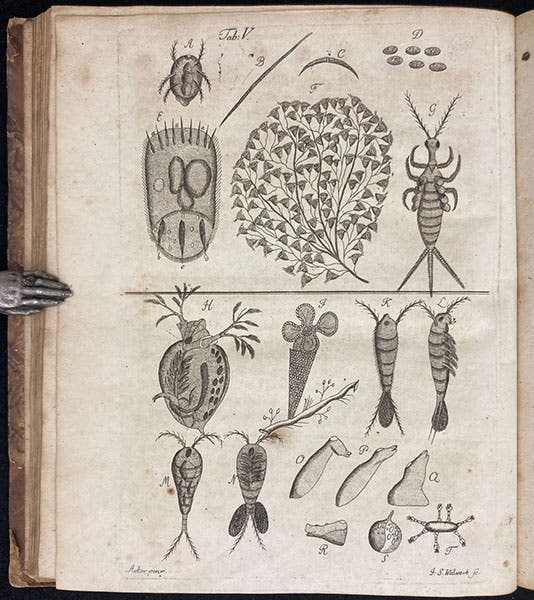 Copepods and a Daphnia, and other micro-organisms, source of first image, engraving in  Beyträge zur Naturgeschichte der kleinsten Wasserthiere, by Johann Conrad Eichhorn, plate 5, p. 47, 1781 (Linda Hall Library)