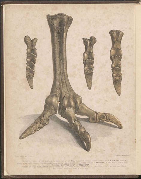 Foot bones of a Moa, 1/3 natural size, from New Zealand, lithograph by Joseph Dinkel, A Pictorial Atlas of Fossil Remains, by Gideon Mantell, frontispiece, 1850 (Linda Hall Library)
