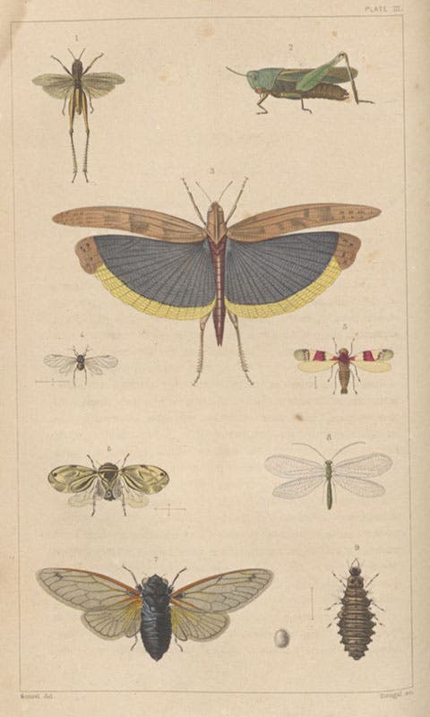 Grasshoppers and locusts, hand-colored engraving in A Treatise on Some of the Insects Injurious to Vegetation, by Thaddeus William Harris, plate 3, 1862 (Linda Hall Library)