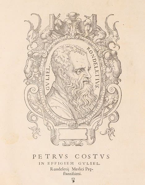 Portrait of Guillaume Rondelet, woodcut in his Libri de piscibus marinis, vol. 1, preface, 1554-55 (The Linda Hall)