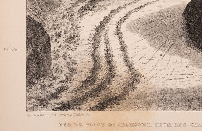 Detail of fifth image, signed “Drawn from Nature by Professor Forbes, T. Picken lith. ” (Linda Hall Library)