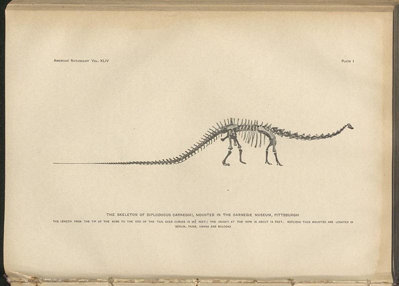 Restoration of the skeleton of Diplodocus carnegiei,  accompanying an article by John Bell Hatcher, Memoirs of the Carnegie Museum, vol. 1, 1901 (Linda Hall Library)