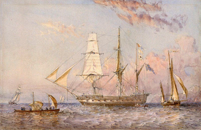 HMS Rattlesnake, watercolor by Oswald Brierly, 1853, National Maritime Museum, Greenwich (rmg.co.uk)