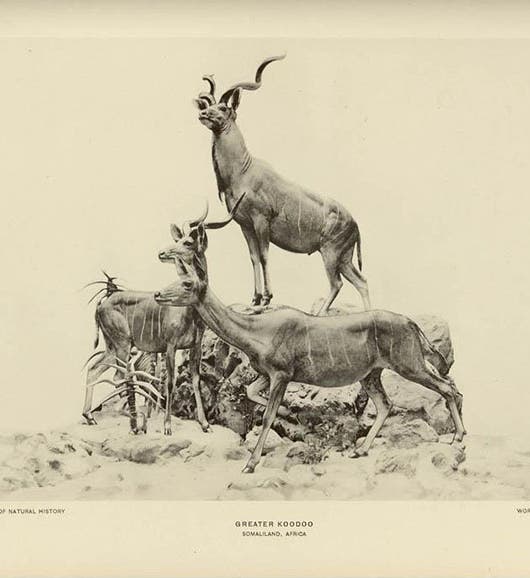 Greater Koodoo Grouping, taxidermic mount by Carl Akeley, Field Museum of Natural History, photogravure, 1927 (taxidermy4cash.com)