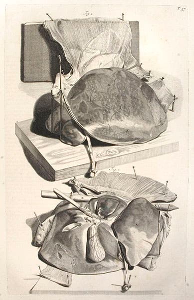 Liver, engraved plate no. 37, after Gerard de Lairesse, in Govard Bidloo Anatomia humani corporis, 1685 (Lilly Library, Indiana University)