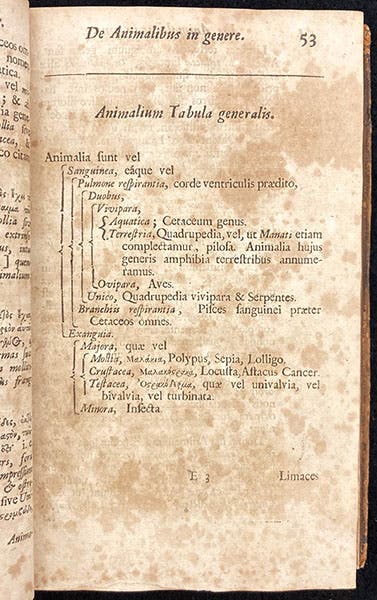 Classification chart for animals, in Synopsis methodica animalium quadrupedum, by John Ray, p. 53, 1693 (Linda Hall Library)