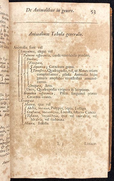 Classification chart for animals, in Synopsis methodica animalium quadrupedum, by John Ray, p. 53, 1693 (Linda Hall Library)