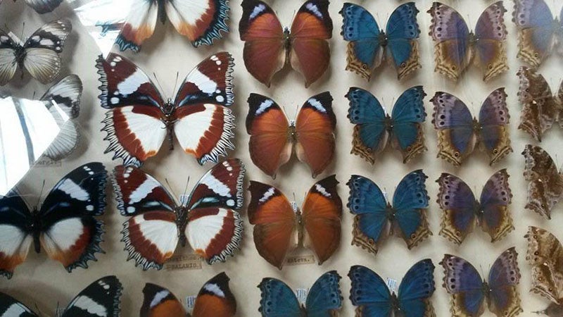 Part of the Fountaine/Neimy butterfly collection at Norwich Castle Museum (Laura Baker on Twitter)