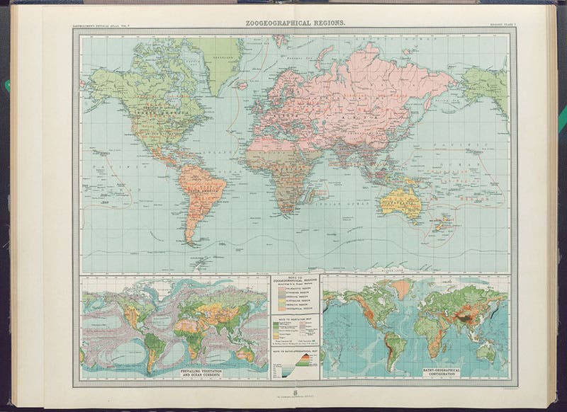 Zoogeographical map of the world, in John George Bartholomew, Atlas of Zoogeography, 1911 (Linda Hall Library)