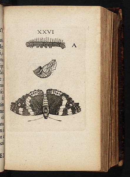 A red admiral butterfly, larva, and pupa, engraving from Johannes Goedaert, Metamorphosis, 1662-69 (Linda Hall Library)