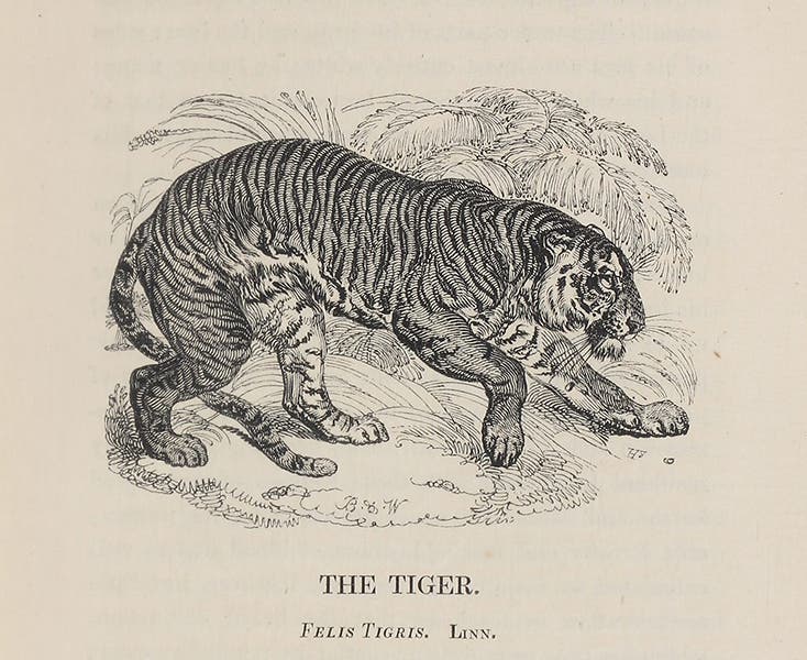 Tiger, wood engraving by William Harvey, in Edward Bennett, The Tower Menagerie, 1829 (Linda Hall Library)