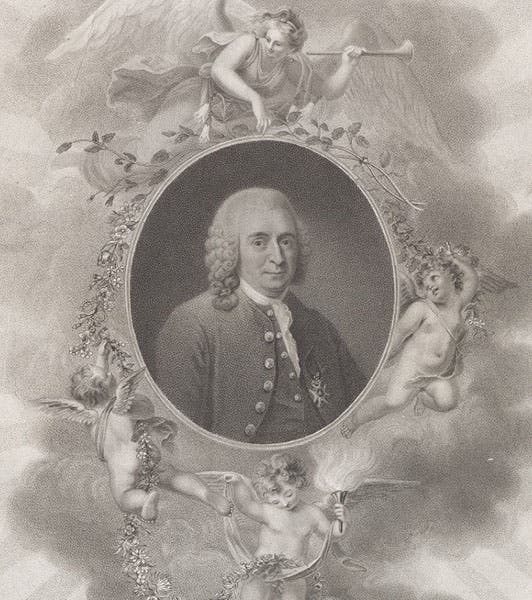 Medallion bust of Carolus Linnaeus, engraving, in New Illustration of the Sexual System of Carolus von Linnaeus, by John Thornton, 1807 (Linda Hall Library)