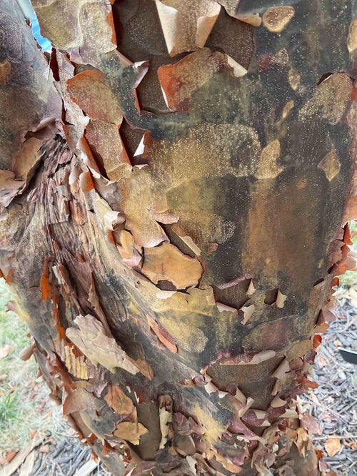Paperbark Maple bark