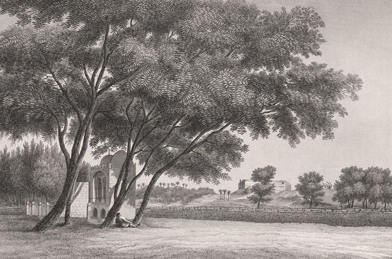 Another view of the gardens of Qasim Bey along the Nile River, engraving in Description de l’Égypte. État modern. Planches, vol. 1, pl. 57, 1809-1828 (Linda Hall Library)