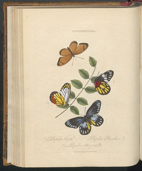 Papilio vesta, P. pasitor, and P. hyparete butterflies, shown on Sophora japonica, a shining-leaved saphora, hand-colored engraving in An Epitome of the Natural History of the Insects of China, by Edward Donovan, 1798 (Linda Hall Library)