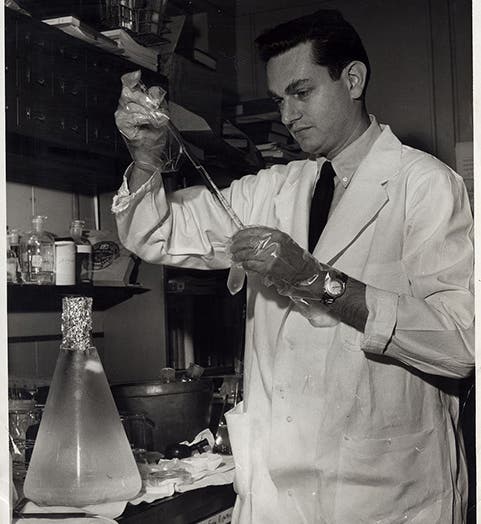 Marshall Nirenberg in the lab, photograph, 1962, National Institutes of Health (Wikimedia commons)