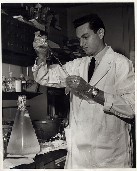 Marshall Nirenberg in the lab, photograph, 1962, National Institutes of Health (Wikimedia commons)
