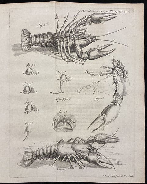 A crayfish, top and bottom view, with a detail of a regenerated claw, folding engraved plate in René-Antoine Ferchault de Réaumur, “Sur les diverses reproductions qui se font dans les Ecrevisses …,” Histoire de l’Académie Royale des Sciences, avec les Memoires … année 1712, plate 12, p. 246, publ. 1714 (Linda Hall Library)