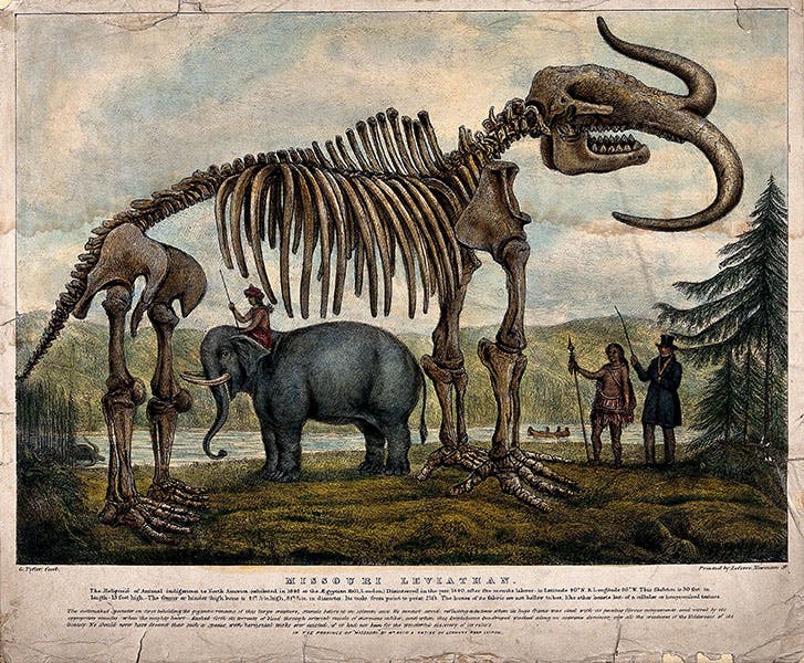 The Missouri Leviathan, hand-colored lithographed broadside, by G. Tytler, 1845, Wellcome Collection (wellcomecollection.org)