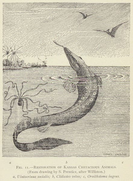 Restoration on paper of Clidastes velox, found by Charles H. Sternberg, described by Samuel Williston, pen-and-ink drawing by Sidney Prentice, in The Life of a Fossil Hunter, by Charles H. Sternberg, 1909 (author’s collection)