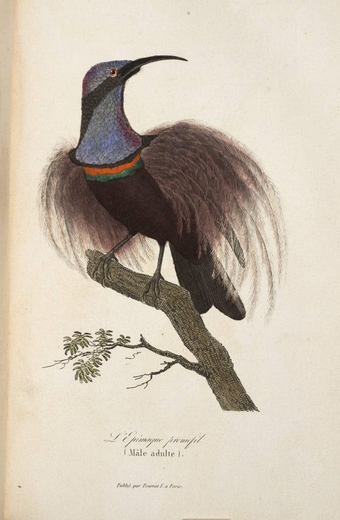 Bird of paradise, hand-colored lithograph, in René Lesson, Voyage autour du monde, 1839 (Linda Hall Library)