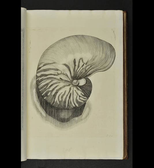 Historiae Conchyliorum, an encyclopedia of shells