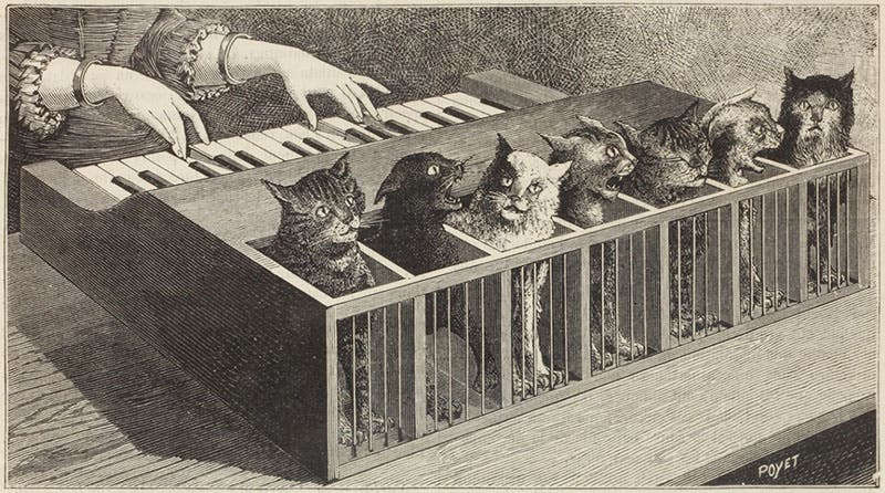Cat orchestra, detail of fourth image, a wood engraving in L’Nature, 1883, vol. 11, p. 320 (Linda Hall Library)