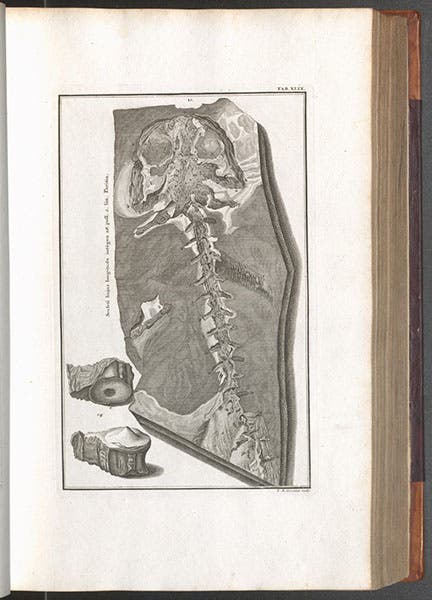 A human witness of the Flood, engraving, Johann Scheuchzer, Physica sacra, vol. 1, 1731 (Linda Hall Library)
