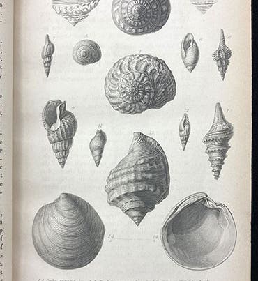 Pliocene fossil shells, drawing by Paul Oudart from the collection of Gérard Paul Deshayes, in Principles of Geology, by Charles Lyell, vol. 3, plate 1, 1833 (Linda Hall Library)