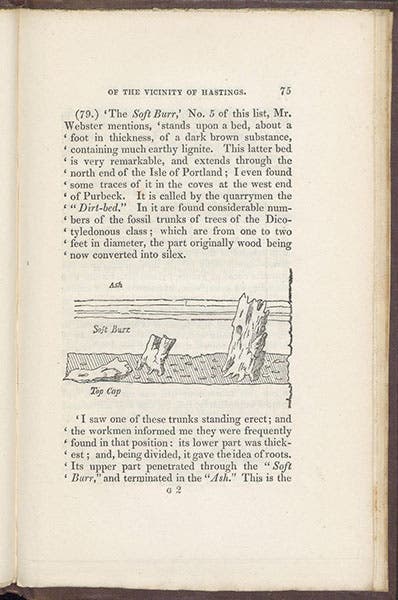 Fossilized wood found in beds near Hastings, text wood engraving, William Edward Fitton, A Geological Sketch of the Vicinity of Hastings, 1833 (Linda Hall Library)