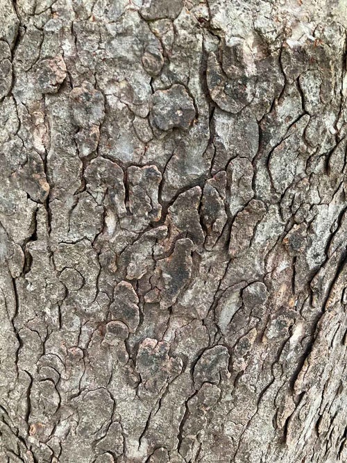 Red Horsechestnut bark
