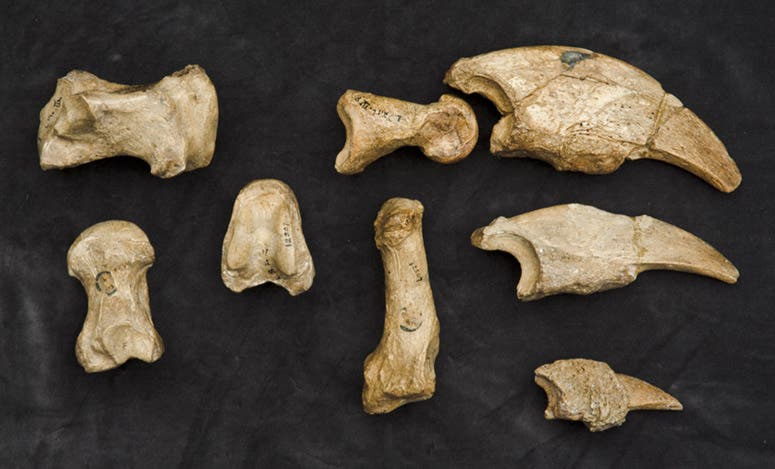 The original Megalonyx bones described by Caspar Wistar in 1799, and preserved at the Academy of Natural Sciences of Drexel University, Philadelphia, here arranged as they were depicted in Wistar’s plate 1 (see previous image) (photo courtesy of Robert M. Peck, Academy of Natural Sciences)