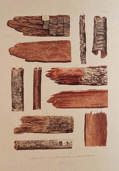 The bark of various species of Cinchona trees, chromolithograph, Histoire naturelle des quinquinas, by Hugh A. Weddell, 1849, used as the frontispiece to Pyretologia (Alibi 3), by Tom Taylor (photo by Tom Taylor