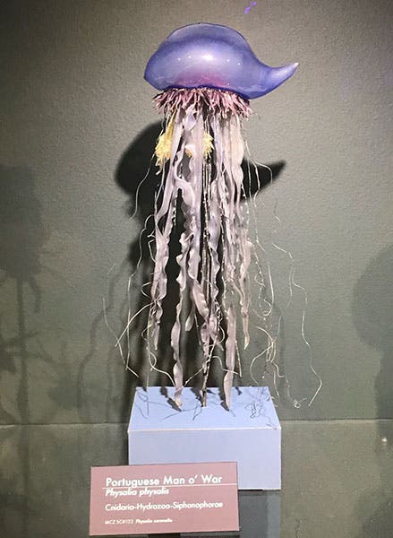 Portuguese man o’ war, glass artwork by Leopold and Rudolph Blaschka, Museum of Comparative Zoology, Harvard University (photo by Ben Ashworth)