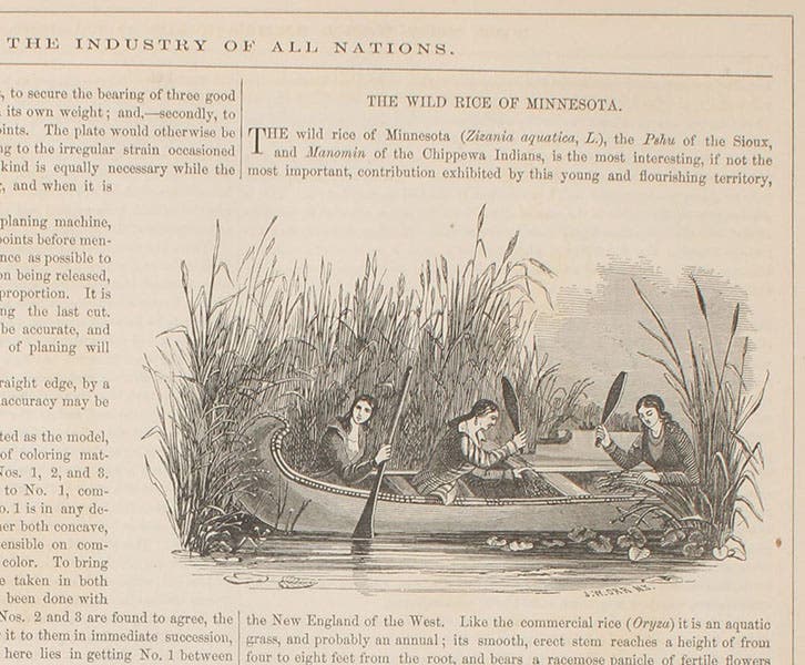 Native Americans harvesting wild rice, text engraving, The World of Science, Art, and Industry Illustrated from Examples in the New-York Exhibition, 1853-54, 1854 (Linda Hall Library)