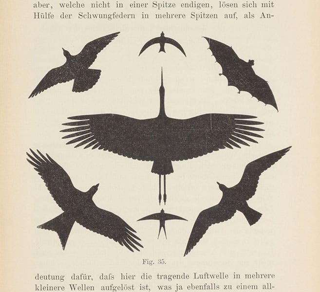 Silhouettes of seven birds, as a possible guide to human aircraft design, in Otto Lilienthal, Der Vogelflug als Grundlage der Fliegekunst, 1889 (Linda Hall Library)