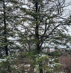 Canadian Hemlock winter