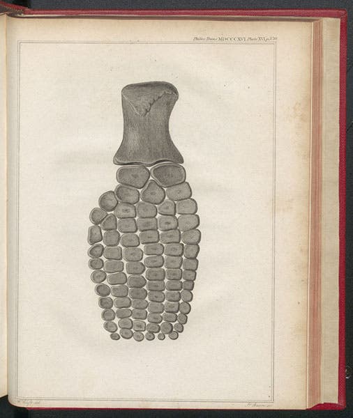 Paddle of an Ichthyosaurus found by Mary Anning, engraved by Jame Basire II after a drawing by William Clift, published with a paper by Everard Home in the Philosophical Transactions of the Royal Society of London, vol. 106, 1816 (Linda Hall Library)