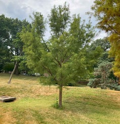 Pond Cypress summer