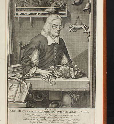 Portrait of Georg Eberhard Rumpf, engraving, in his <i>D’Amboinsche rariteitkamer</i>, 1741 (Linda Hal Library)