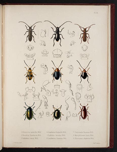 Nine beetles from the Madeira archipelago, T. Vernon Wollaston, Insecta Maderensia, 1854 (Linda Hall Library)