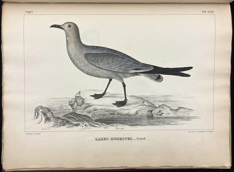 Gray gull (Larus modestus), lithograph by Johann Karl Werner, Untersuchungen über die fauna Peruana, by Johann Jakob von Tschudi, vol. 2, Ornithologie, plate 35, 1845-46 (Linda Hall Library)