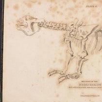Megatherium, engraved frontispiece by William Lizars, Essay on the Theory of the Earth, translated from the French of M. Cuvier, by Robert Kerr, 1813 (The Linda Hall)