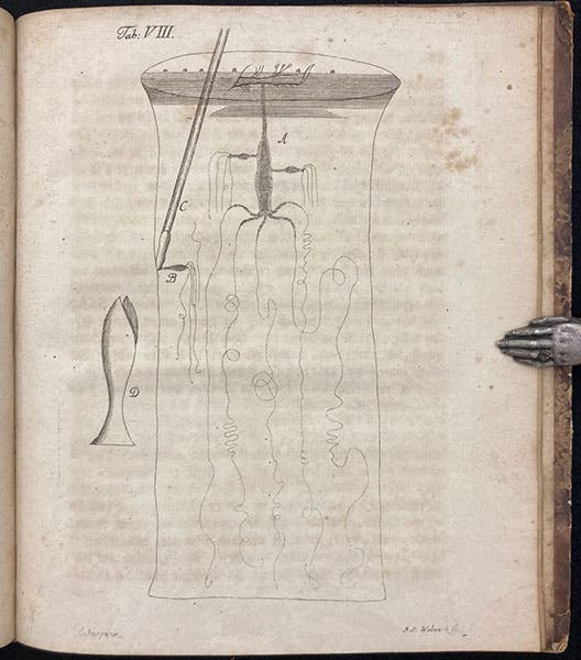 A Hydra in a jar, engraving in Beyträge zur Naturgeschichte der kleinsten Wasserthiere, by Johann Conrad Eichhorn, plate 8, p. 88, 1781 (Linda Hall Library)
