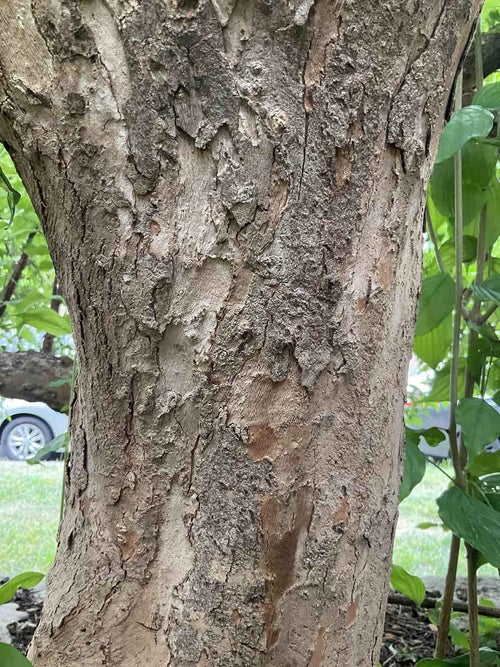 Japanese Cornel Dogwood bark