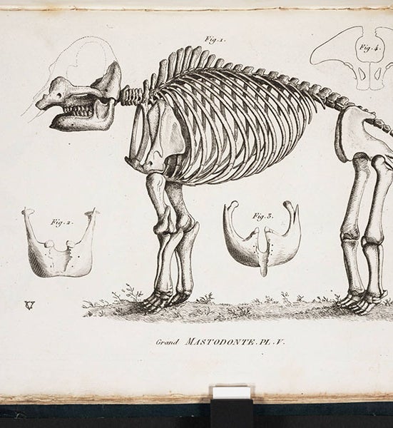 Mastodon skeleton, from Georges Cuvier, <i>Recherches sur les ossemens fossils</i>, 1812 (Linda Hall Library)